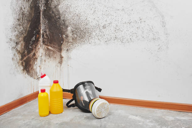 Best Mold Cleaning Services  in Parkersburg, IA