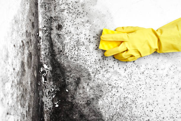 Best Office Mold Removal Services  in Parkersburg, IA