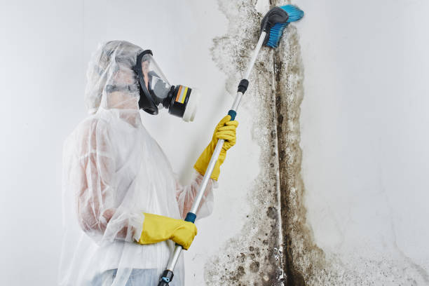 Best Same-Day Mold Removal  in Parkersburg, IA