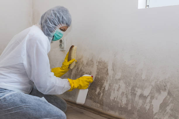 Best Mold Testing and Removal  in Parkersburg, IA