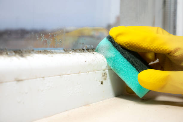 Best Affordable Mold Removal  in Parkersburg, IA