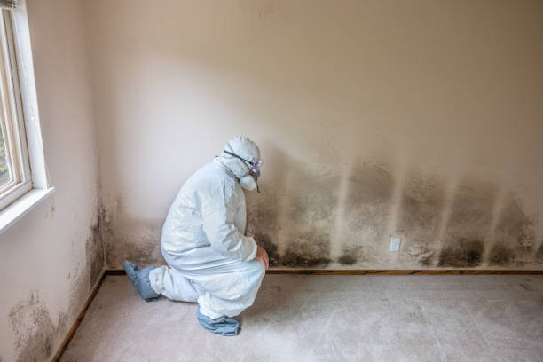 Trusted Parkersburg, IA Mold Removal Experts