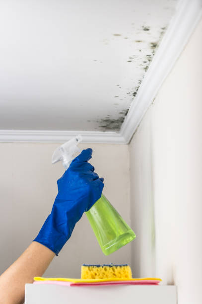 Best Mold Removal and Inspection  in Parkersburg, IA